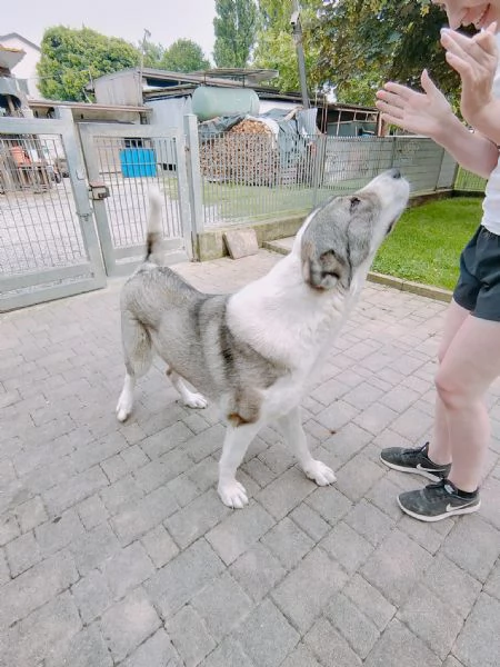 Pastore asia centrale di 2 anni