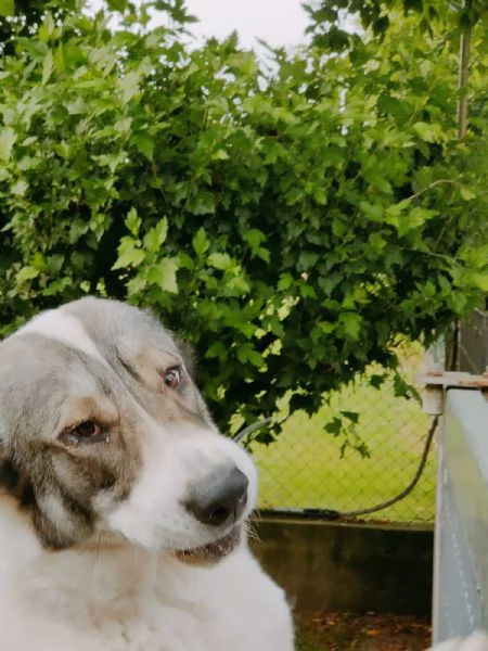 Pastore asia centrale di 2 anni | Foto 0