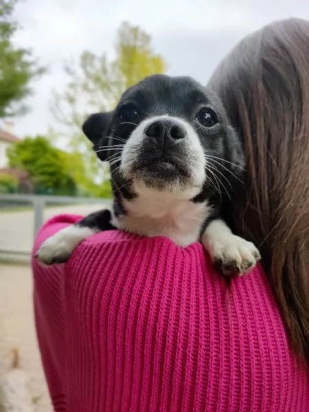 Chihuahua cuccioli | Foto 9