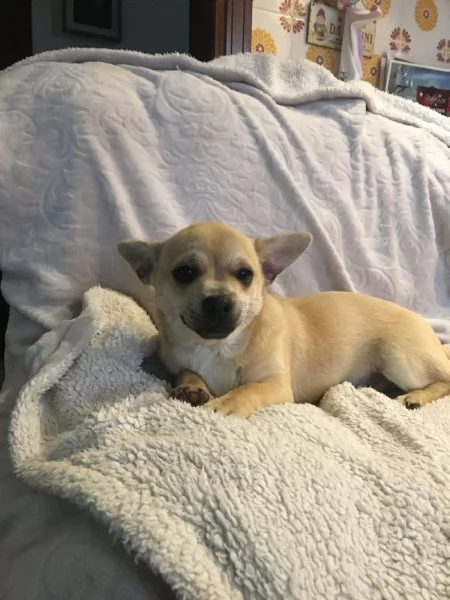 Chihuahua cuccioli | Foto 7