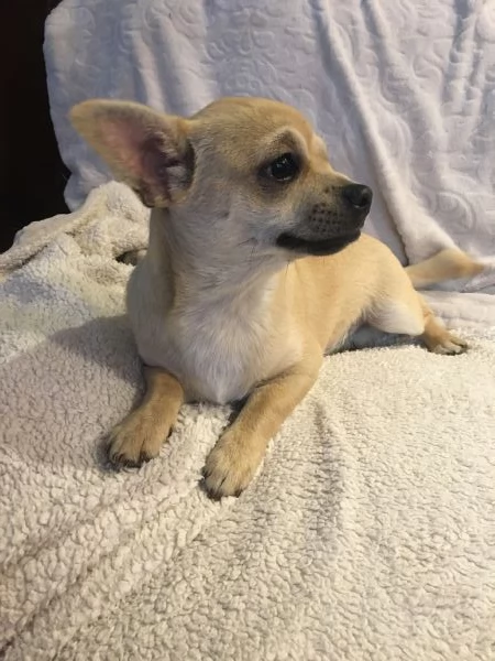 Chihuahua cuccioli | Foto 6