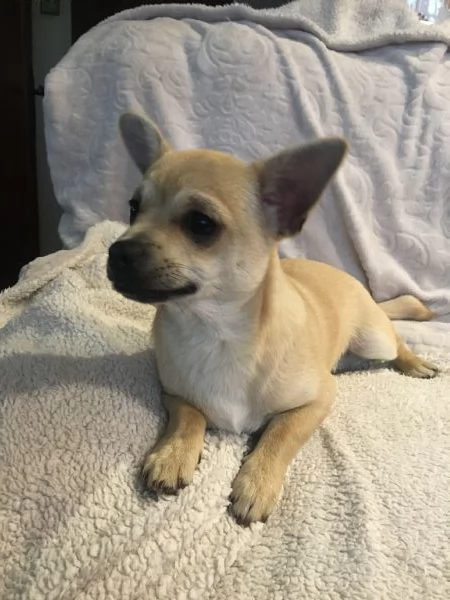 Chihuahua cuccioli | Foto 2