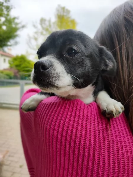 Chihuahua cuccioli | Foto 1