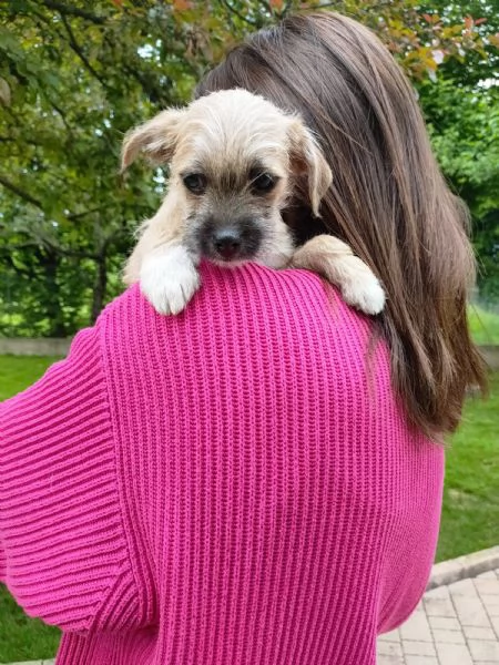 Cucciolo mix maltese / chihuahua | Foto 6