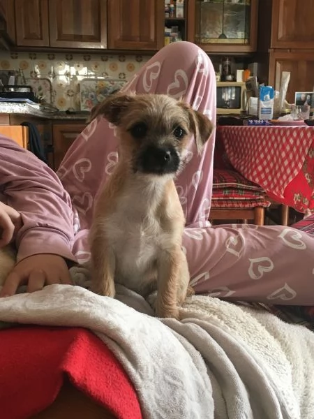 Cucciolo mix maltese / chihuahua | Foto 5