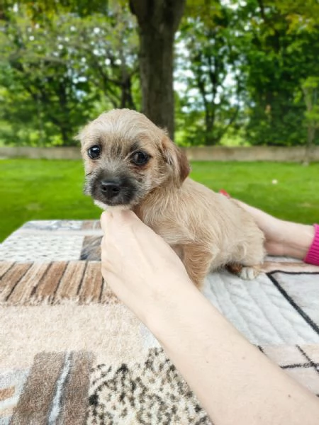 Cucciolo mix maltese / chihuahua | Foto 4