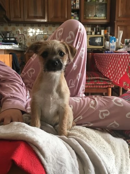 Cucciolo mix maltese / chihuahua