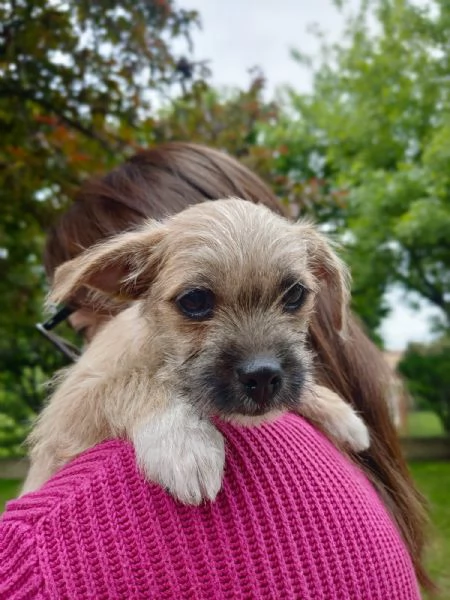 Cucciolo mix maltese / chihuahua | Foto 3