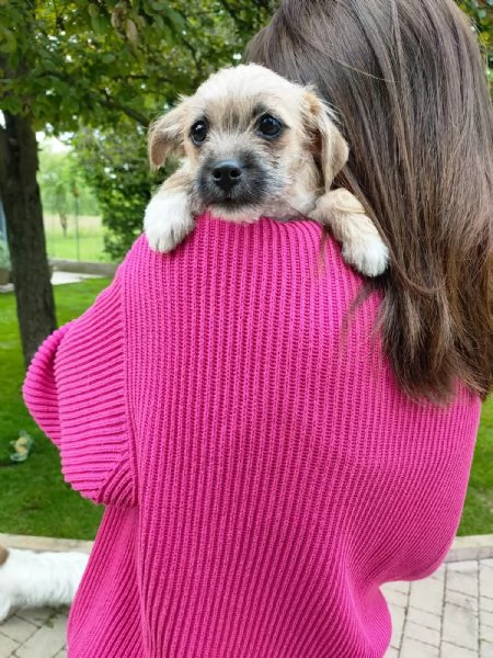 Cucciolo mix maltese / chihuahua | Foto 2