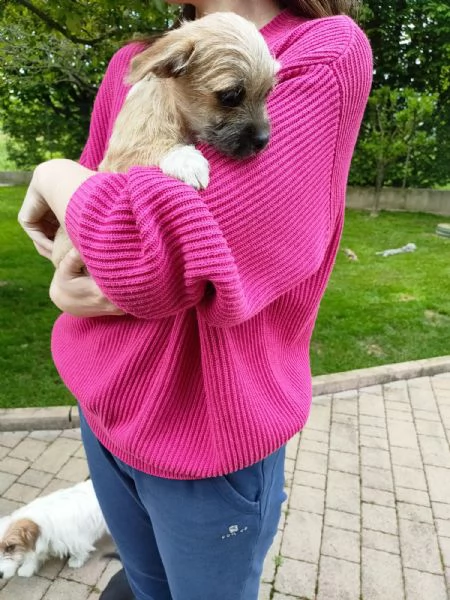 Cucciolo mix maltese / chihuahua | Foto 1