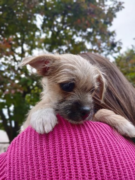 Cucciolo mix maltese / chihuahua | Foto 0