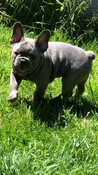 bouledogue francese cuccioli disponibili | Foto 3