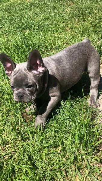 bouledogue francese cuccioli disponibili | Foto 2