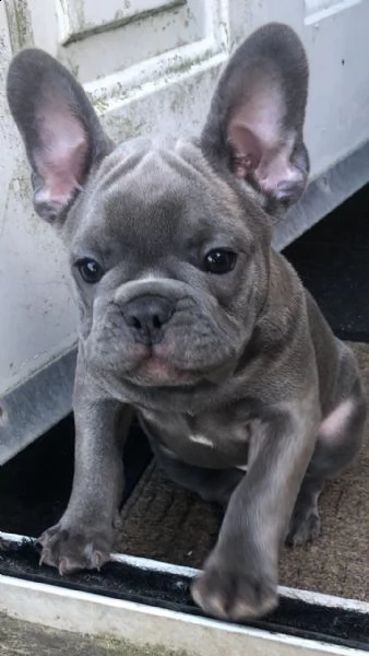 bouledogue francese cuccioli disponibili | Foto 1