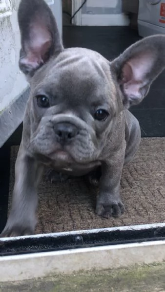 bouledogue francese cuccioli disponibili | Foto 0