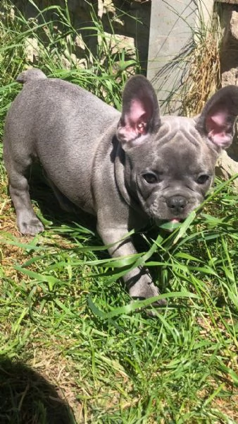 bouledogue francese cuccioli disponibili