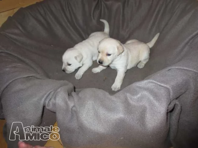  cuccioli di labrador visibile i genitori