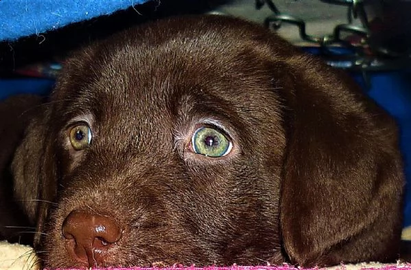 cucciolo labrador cioccolato pedigree selezionato | Foto 6