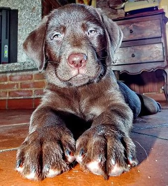 cucciolo labrador cioccolato pedigree selezionato | Foto 5