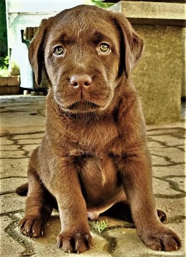 cucciolo labrador cioccolato pedigree selezionato | Foto 4