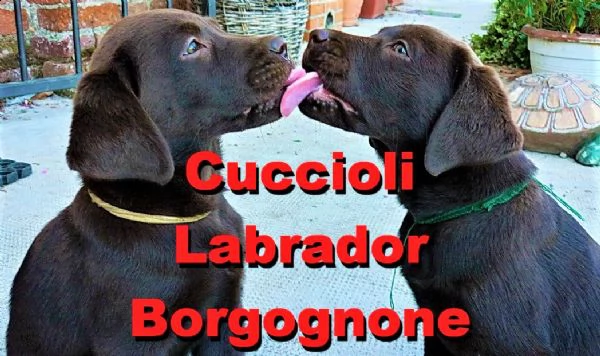 cucciolo labrador cioccolato pedigree selezionato | Foto 3