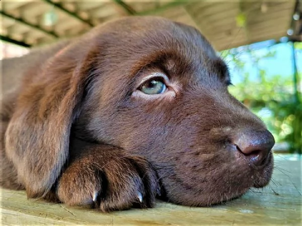 cucciolo labrador cioccolato pedigree selezionato | Foto 2