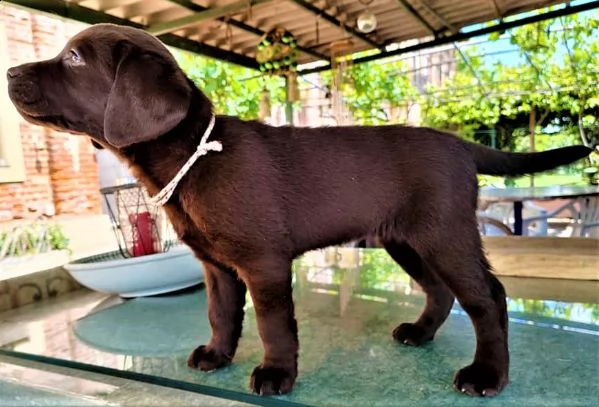 cucciolo labrador cioccolato pedigree selezionato | Foto 1