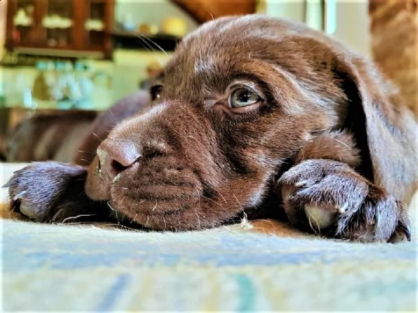 cucciolo labrador cioccolato pedigree selezionato | Foto 0