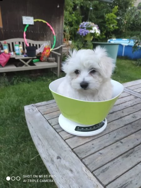 cuccioli maltese toy | Foto 2
