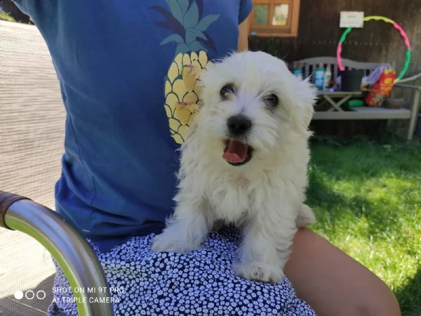 cuccioli maltese toy | Foto 1