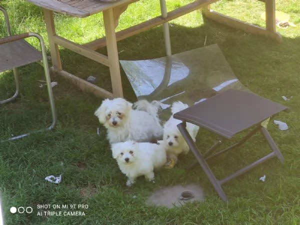 cuccioli maltese toy | Foto 0