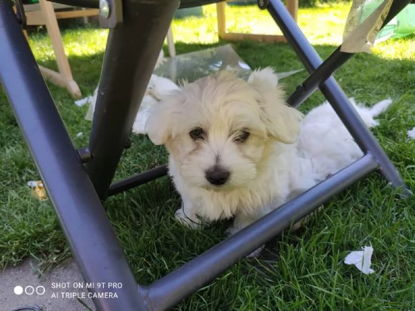 cuccioli maltese toy
