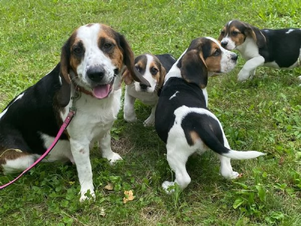 bellissimi cuccioli di beagle disponibili 