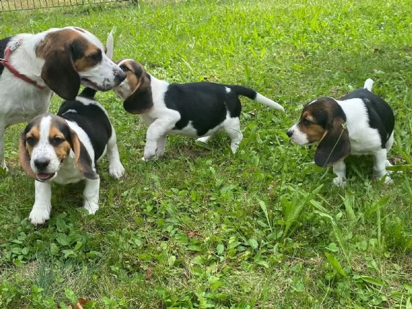bellissimi cuccioli di beagle disponibili  | Foto 6