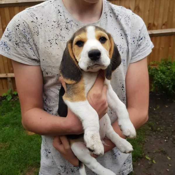 bellissimi cuccioli di beagle disponibili  | Foto 5