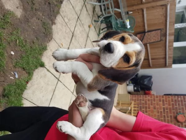 bellissimi cuccioli di beagle disponibili  | Foto 4