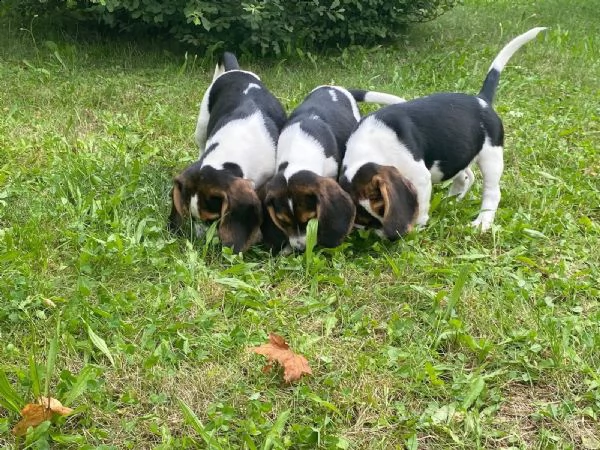 bellissimi cuccioli di beagle disponibili  | Foto 3