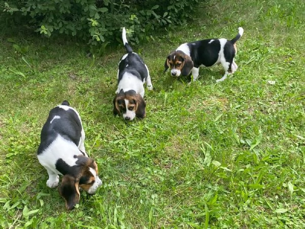 bellissimi cuccioli di beagle disponibili  | Foto 2