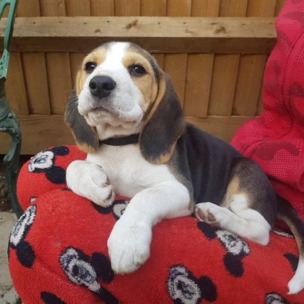 bellissimi cuccioli di beagle disponibili  | Foto 1