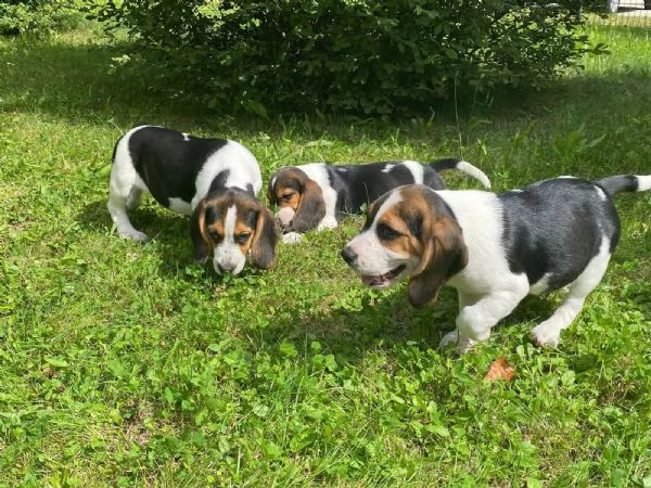 bellissimi cuccioli di beagle disponibili  | Foto 0