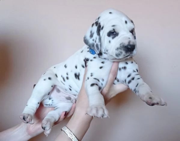 cuccioli bulldog francese blu occhi blu bianco/blu | Foto 12