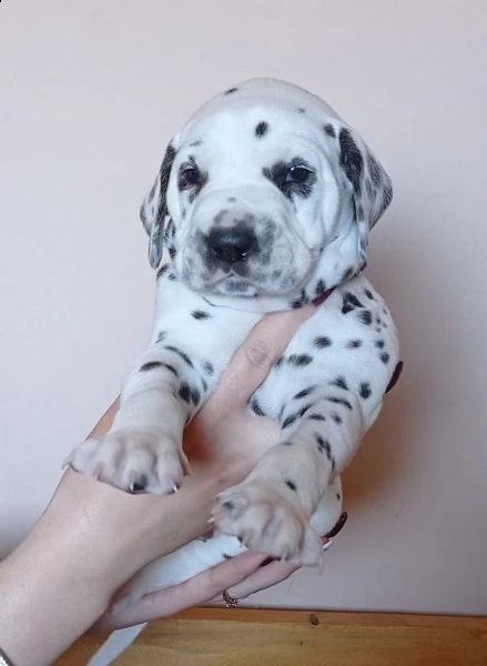 cuccioli bulldog francese blu occhi blu bianco/blu | Foto 11
