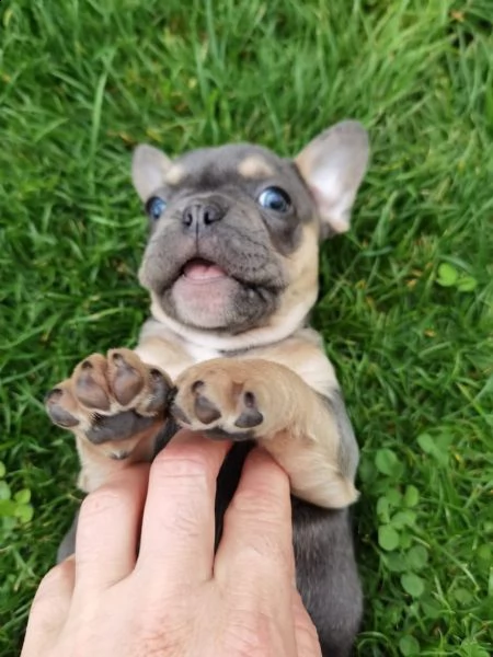 cuccioli bulldog francese blu occhi blu bianco/blu | Foto 10