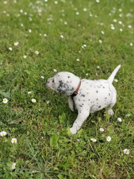 cuccioli bulldog francese blu occhi blu bianco/blu | Foto 9