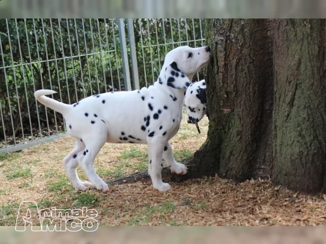 cuccioli bulldog francese blu occhi blu bianco/blu | Foto 8