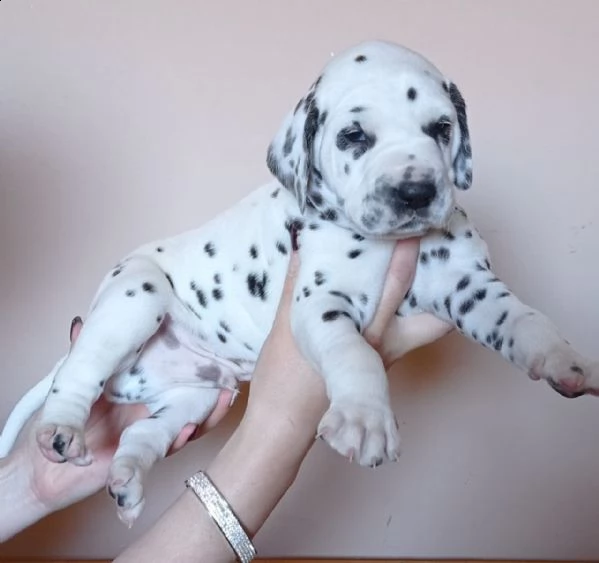 cuccioli bulldog francese blu occhi blu bianco/blu | Foto 6