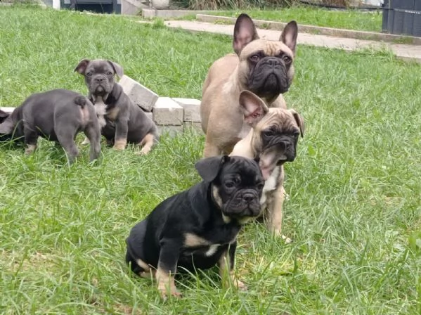 cuccioli bulldog francese blu occhi blu bianco/blu | Foto 5