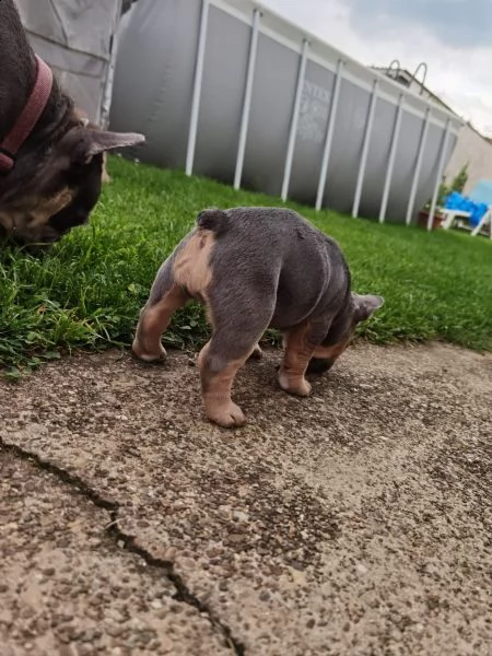 cuccioli bulldog francese blu occhi blu bianco/blu | Foto 4