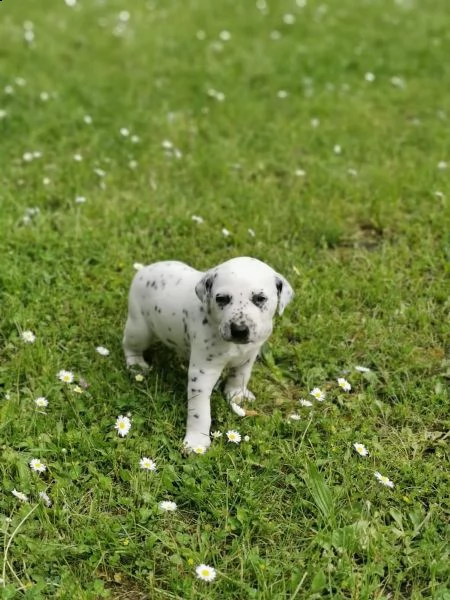cuccioli bulldog francese blu occhi blu bianco/blu | Foto 3
