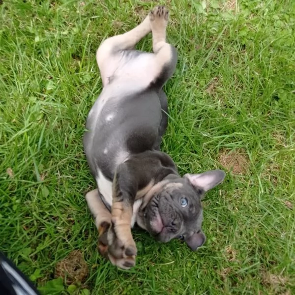 cuccioli bulldog francese blu occhi blu bianco/blu | Foto 2